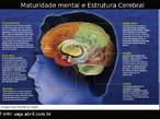 Maturidade e Estrutura Cerebral dos Adolescentes